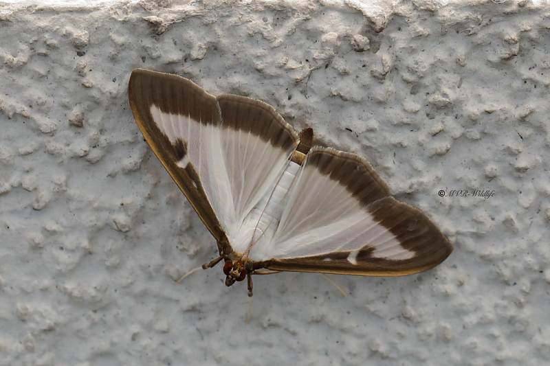 B65A3687-Buxusmot-Cydalima-perspectalis-Box-tree-Moth-Buchsbaumzunsler-Pyrale-du-buis_1