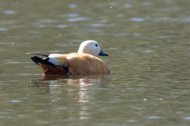 0N0A5238-Casarca-Tadorna-ferruginea-Ruddy-Shelduck-Rostgans-Tadorne-casarca-Tarro-canelo_1