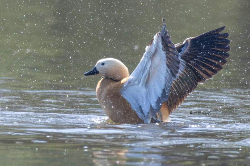 0N0A5377-Casarca-Tadorna-ferruginea-Ruddy-Shelduck-Rostgans-Tadorne-casarca-Tarro-canelo_1