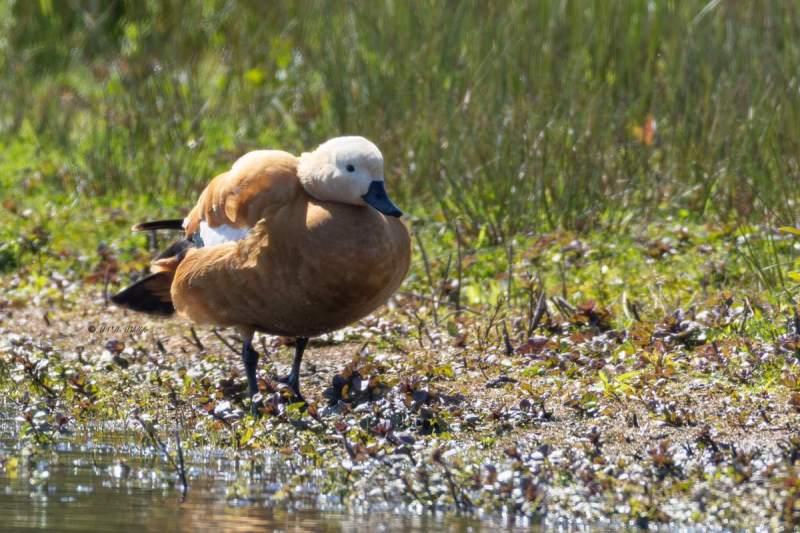 0N0A5494-Casarca-Tadorna-ferruginea-Ruddy-Shelduck-Rostgans-Tadorne-casarca-Tarro-canelo_1