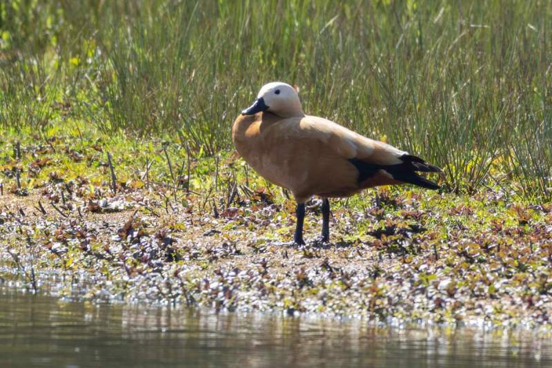 0N0A5568-Casarca-Tadorna-ferruginea-Ruddy-Shelduck-Rostgans-Tadorne-casarca-Tarro-canelo_1