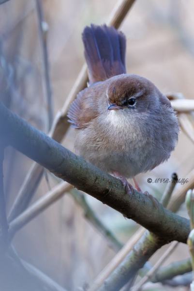 BR8A6129-Cettis-Zanger-Cettia-cetti-Cettis-Warbler-Seidensanger-Bouscarle-de-Cetti-Cetia-ruisenor_1
