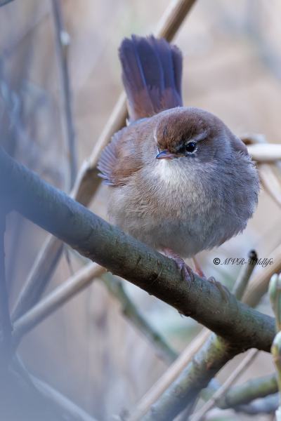 BR8A6129-Cettis-Zanger-Cettia-cetti-Cettis-Warbler-Seidensanger-Bouscarle-de-Cetti-Cetia-ruisenor_1