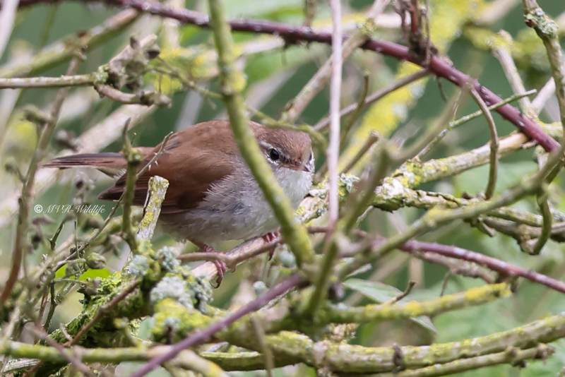 BR8A7778-Cettis-Zanger-Cettia-cetti-Cettis-Warbler-Seidensanger-Bouscarle-de-Cetti-Cetia-ruisenor_1
