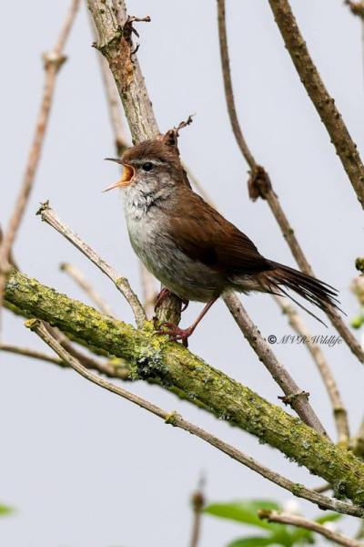 BR8A7923-Cettis-Zanger-Cettia-cetti-Cettis-Warbler-Seidensanger-Bouscarle-de-Cetti-Cetia-ruisenor_1