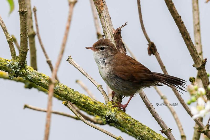 BR8A7928-Cettis-Zanger-Cettia-cetti-Cettis-Warbler-Seidensanger-Bouscarle-de-Cetti-Cetia-ruisenor_1