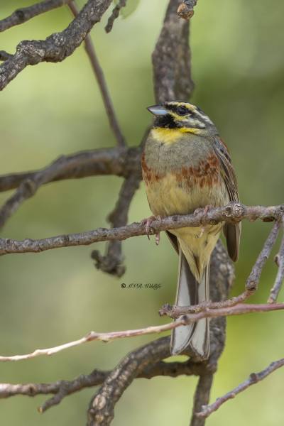 0N0A9915-Cirlgors-Cirl-Bunting-Zaunammer-Bruant-zizi-Escribano-soteno_1