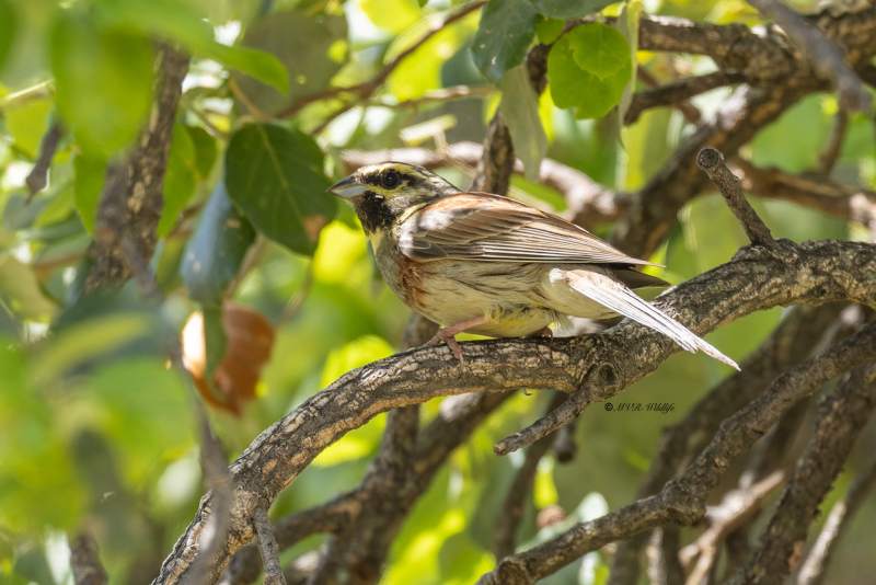 0N0A9916-Cirlgors-Cirl-Bunting-Zaunammer-Bruant-zizi-Escribano-soteno_1