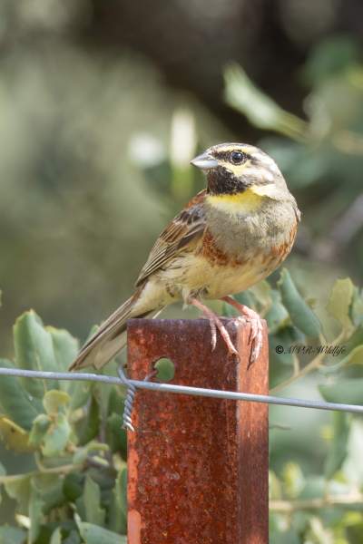 0N0A9934-Cirlgors-Cirl-Bunting-Zaunammer-Bruant-zizi-Escribano-soteno_1