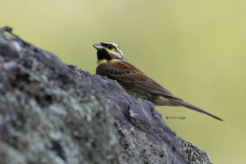 0N0A9945-Cirlgors-Cirl-Bunting-Zaunammer-Bruant-zizi-Escribano-soteno_1