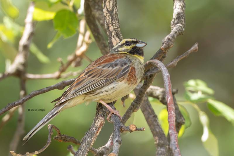 0N0A9966-Cirlgors-Cirl-Bunting-Zaunammer-Bruant-zizi-Escribano-soteno_1