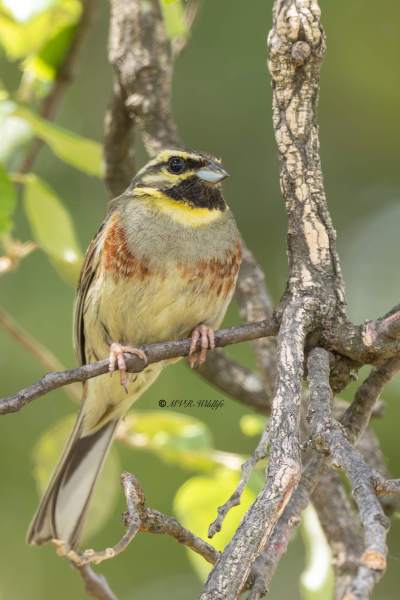 0N0A9987-Cirlgors-Cirl-Bunting-Zaunammer-Bruant-zizi-Escribano-soteno_1