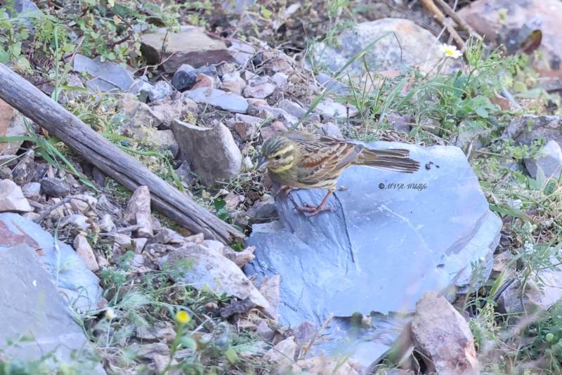 BR8A9402-Cirlgors-Cirl-Bunting-Zaunammer-Bruant-zizi-Escribano-soteno_1