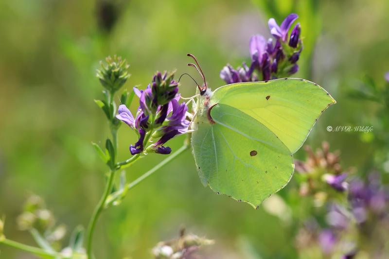 B65A2884-Citroenvlinder-Gonepteryx-Rhamni-Brimstone-Zitronenfalter-Le-Citron-Papillon-citron_1