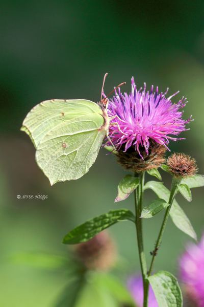 B65A6931-Citroenvlinder-Gonepteryx-Rhamni-Brimstone-Zitronenfalter-Le-Citron-Papillon-citron_1