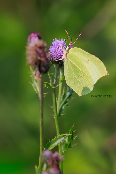 BR8A4181-Citroenvlinder-Gonepteryx-Rhamni-Brimstone-Zitronenfalter-Le-Citron-Papillon-citron_1