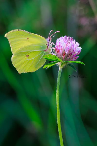 BR8A4203-Citroenvlinder-Gonepteryx-Rhamni-Brimstone-Zitronenfalter-Le-Citron-Papillon-citron_1