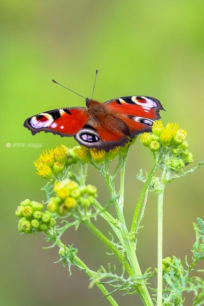 B65A5616-Dagpauwoog-Aglais-Io-Peacock-Butterfly-Tagpfauenauge-Paon-du-Jour_1