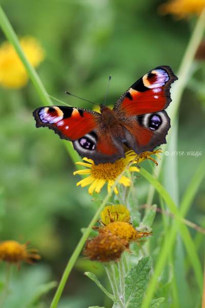 B65A7881-Dagpauwoog-Aglais-Io-Peacock-Butterfly-Tagpfauenauge-Paon-du-Jour_1