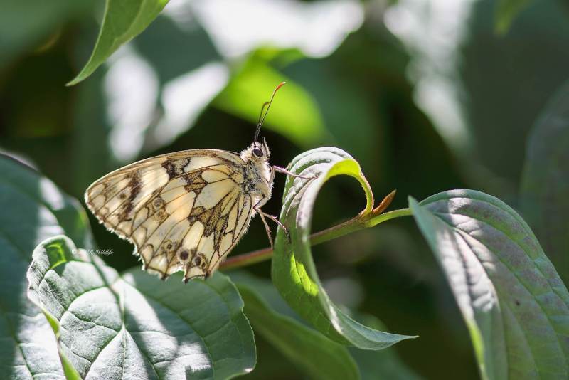 B65A2414-Dambordje-Melanargia-Galathea-Marbled-White-Schachbrett-Le-Demi-Deuil-Demideuil_1