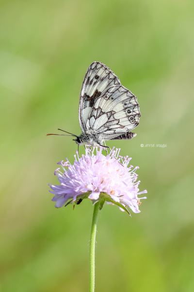 B65A2903-Dambordje-Melanargia-Galathea-Marbled-White-Schachbrett-Le-Demi-Deuil-Demideuil_1