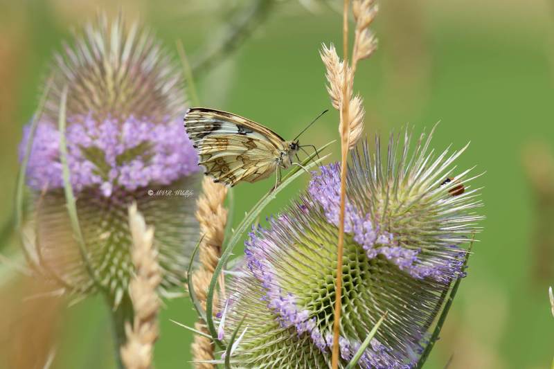 B65A2930-Dambordje-Melanargia-Galathea-Marbled-White-Schachbrett-Le-Demi-Deuil-Demideuil_1
