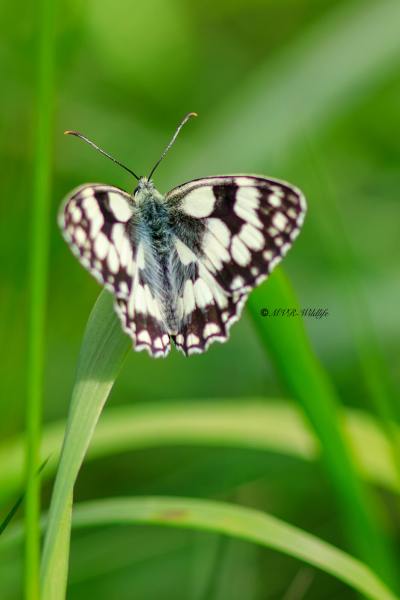 B65A4370-Dambordje-Melanargia-Galathea-Marbled-White-Schachbrett-Le-Demi-Deuil-Demideuil_1