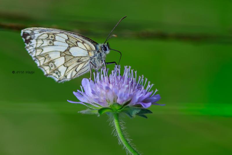 B65A4377-Dambordje-Melanargia-Galathea-Marbled-White-Schachbrett-Le-Demi-Deuil-Demideuil_1