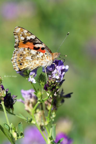 B65A2870-Distelvlinder-Vanessa-Cardui-Painted-Lady-Distelfalter-La-Belle-Dame_1