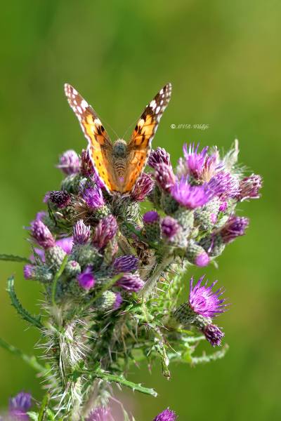 B65A4267-Distelvlinder-Vanessa-Cardui-Painted-Lady-Distelfalter-La-Belle-Dame_1