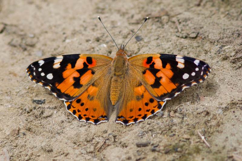 B65A5472-Distelvlinder-Vanessa-Cardui-Painted-Lady-Distelfalter-La-Belle-Dame_1