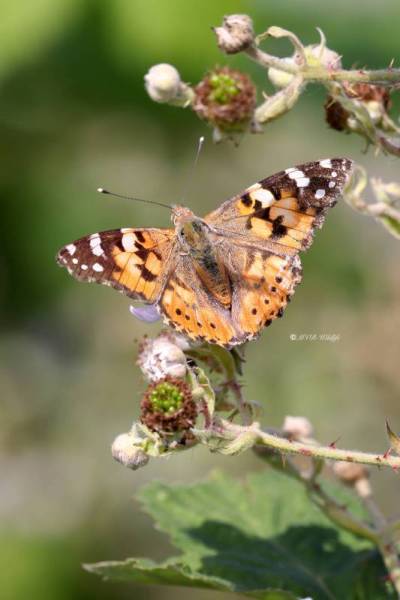 BR8A2230-Distelvlinder-Vanessa-Cardui-Painted-Lady-Distelfalter-La-Belle-Dame_1