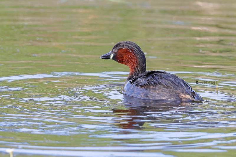 BR8A3774-Dodaars-Little-Grebe-Zwergtaucher-Grebe-castagneux-Zampullin-chico