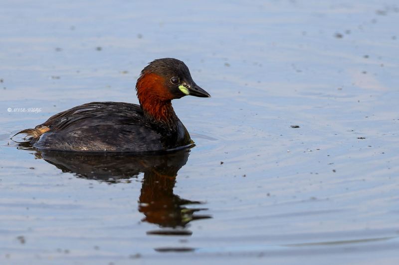 BR8A3806-Dodaars-Little-Grebe-Zwergtaucher-Grebe-castagneux-Zampullin-chico