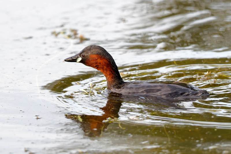 BR8A3810-Dodaars-Little-Grebe-Zwergtaucher-Grebe-castagneux-Zampullin-chico