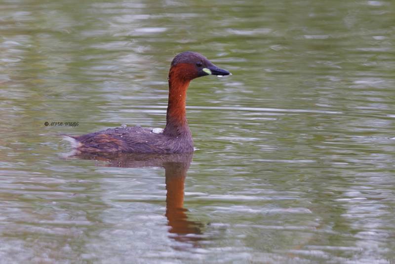 BR8A5737-Dodaars-Little-Grebe-Zwergtaucher-Grebe-castagneux-Zampullin-chico