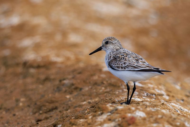 BR8A3883-Drieteenstrandloper-Sanderling-Becasseau-sanderling-Correlimos-tridactilo_1