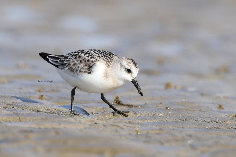 BR8A7426-Drieteenstrandloper-Sanderling-Becasseau-sanderling-Correlimos-tridactilo_1