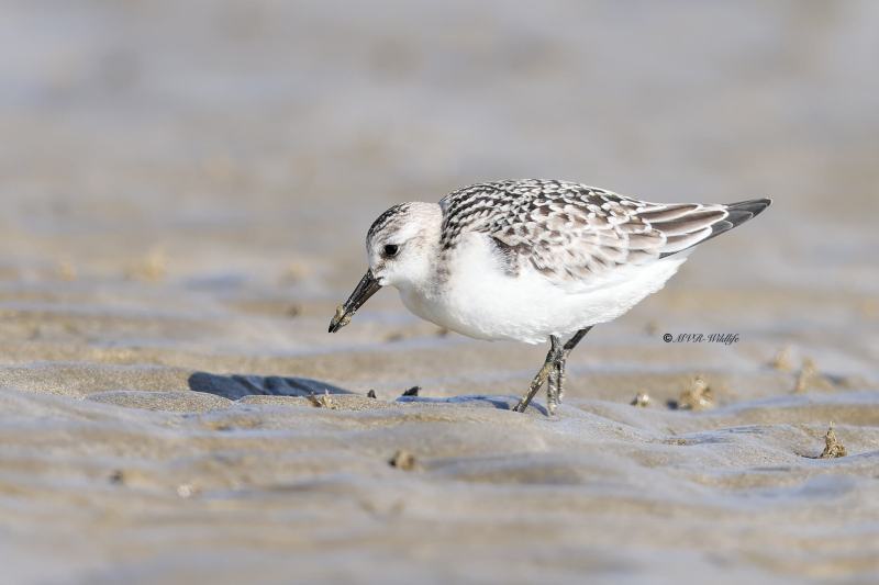 BR8A7434-Drieteenstrandloper-Sanderling-Becasseau-sanderling-Correlimos-tridactilo_1