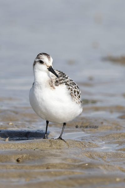 BR8A7503-Drieteenstrandloper-Sanderling-Becasseau-sanderling-Correlimos-tridactilo_1