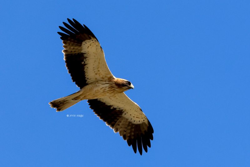 BR8A0888-Dwergarend-Booted-Eagle-Zwergadler-Aigle-botte-Aguila-calzada_1
