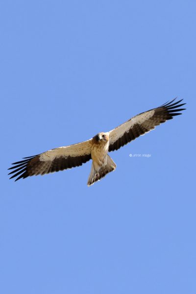 BR8A0922-Dwergarend-Booted-Eagle-Zwergadler-Aigle-botte-Aguila-calzada_1