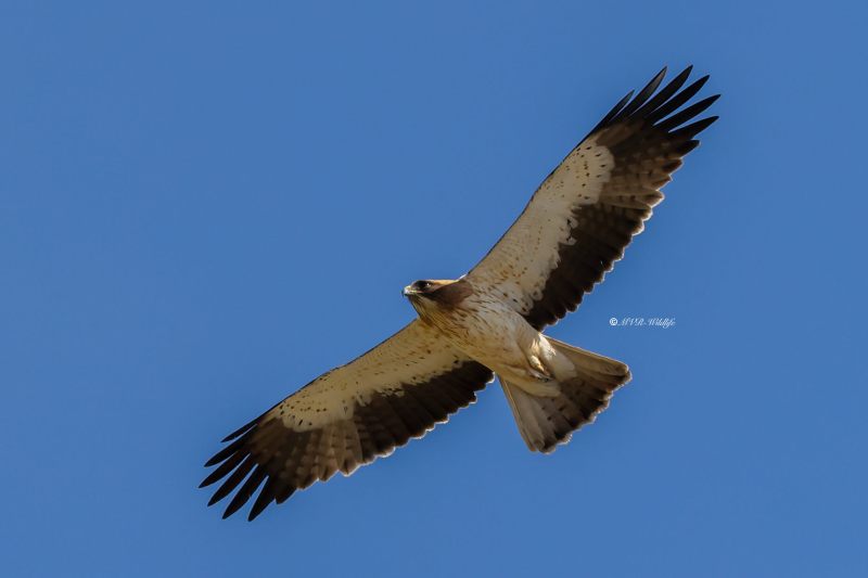 BR8A0926-Dwergarend-Booted-Eagle-Zwergadler-Aigle-botte-Aguila-calzada_1