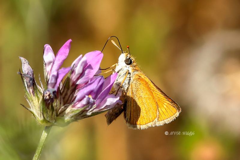 B65A4017-Dwergdikkopje-Thymelicus-acteon-Lulworth-Skipper-Mattscheckiger-Braun-Dickkopffalter-Hesperie-du-chiendent_1