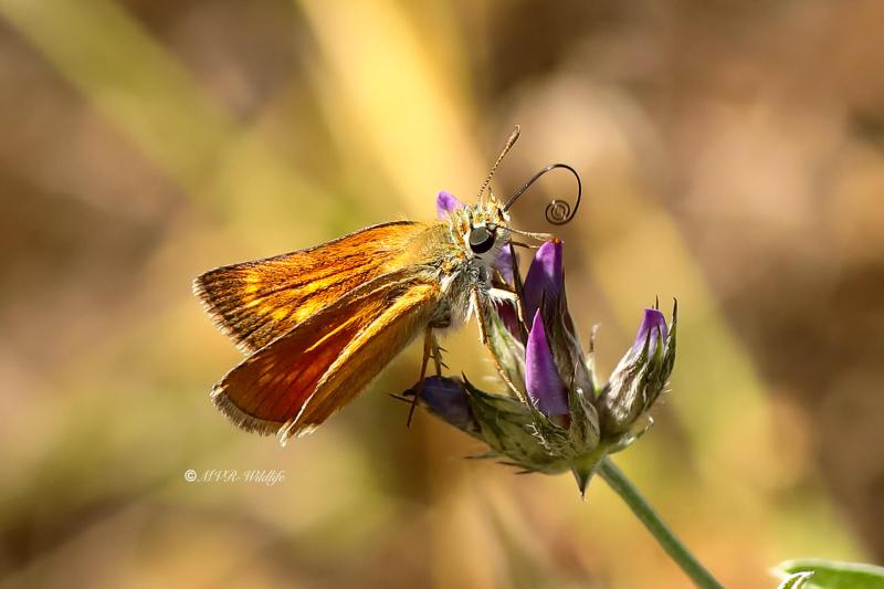 B65A4020-Dwergdikkopje-Thymelicus-acteon-Lulworth-Skipper-Mattscheckiger-Braun-Dickkopffalter-Hesperie-du-chiendent_1