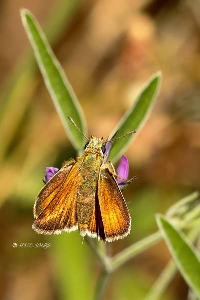 B65A4021-Dwergdikkopje-Thymelicus-acteon-Lulworth-Skipper-Mattscheckiger-Braun-Dickkopffalter-Hesperie-du-chiendent_1