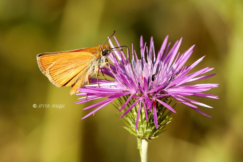 B65A4034-Dwergdikkopje-Thymelicus-acteon-Lulworth-Skipper-Mattscheckiger-Braun-Dickkopffalter-Hesperie-du-chiendent_1