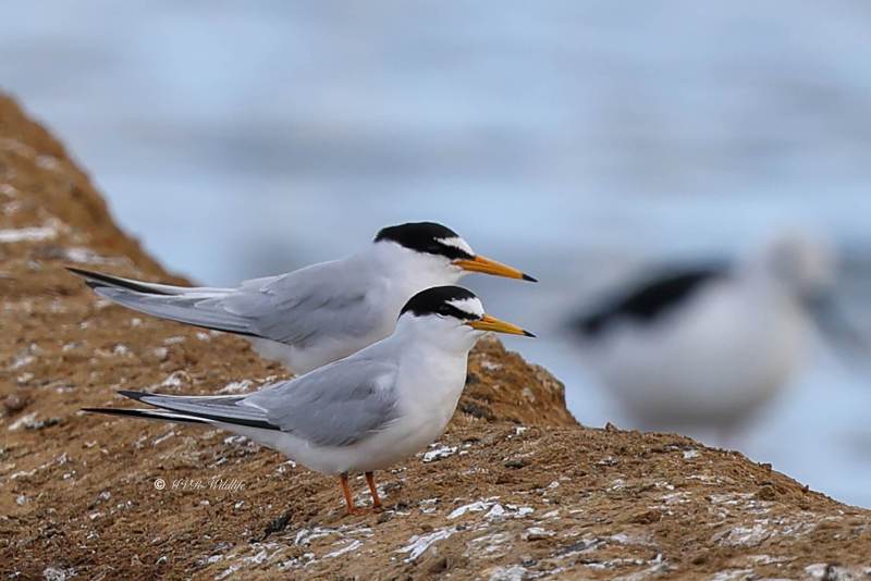 BR8A4593-Dwergstern-Sternula-albifrons-Little-Tern-Zwergseeschwalbe-Sterne-naine-Charrancito-comun_1