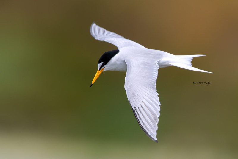 BR8A5231-Dwergstern-Sternula-albifrons-Little-Tern-Zwergseeschwalbe-Sterne-naine-Charrancito-comun_1