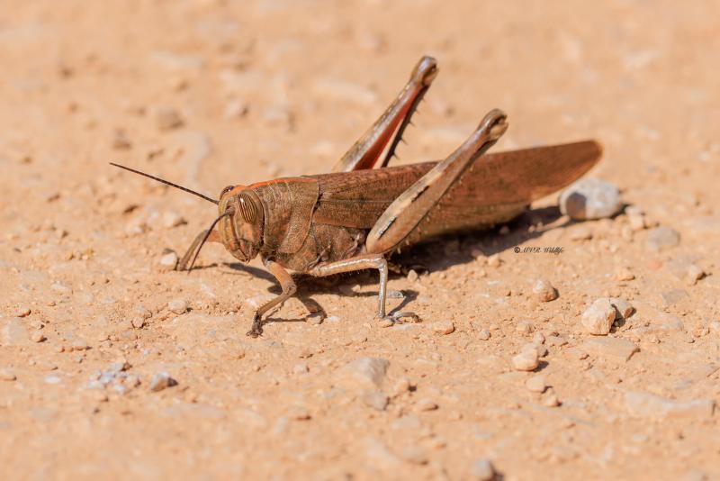1_BR8A6248-Egyptische-treksprinkhaan-Anacridium-aegyptium-Egyptian-Bird-Grasshopper-Agyptische-Vogelschrecke-Criquet-egyptien_1